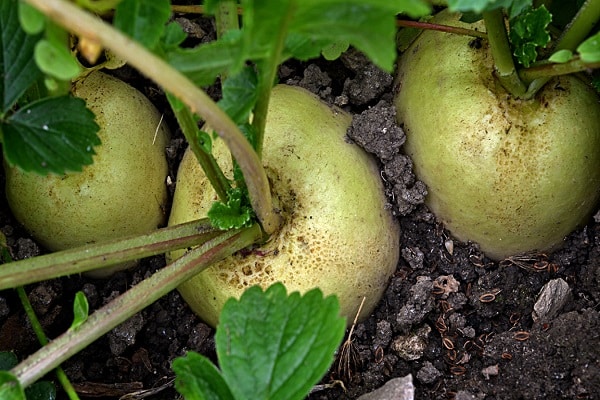 faserig und geschmacklos