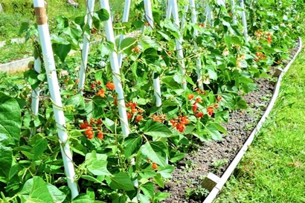 jarretière de liaison