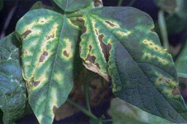 maladies et ravageurs