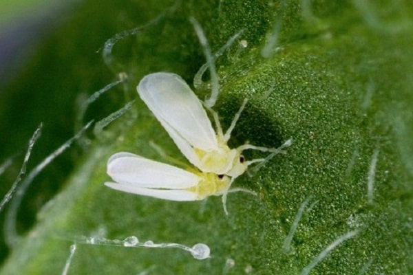 attaques d'aleurodes