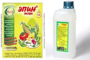 Instructions for use of the drug Epin extra for cucumbers