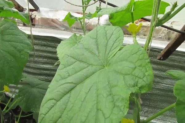 schließt Epibrassinolid ein