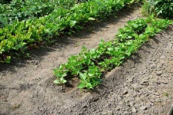 individuelle Intoleranz