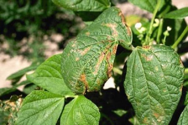 verhindern ihr Auftreten