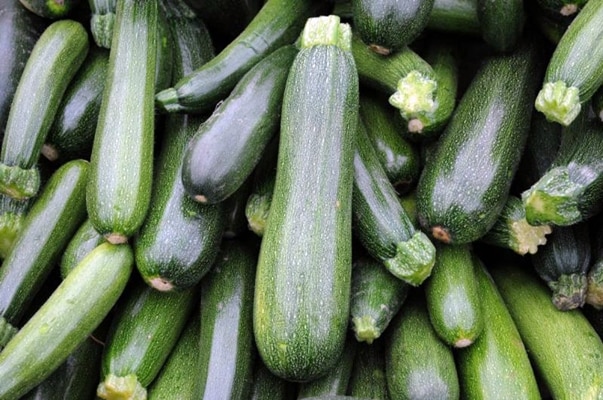 récolte de courgettes Tsukesh