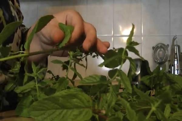 portionierte Bündel