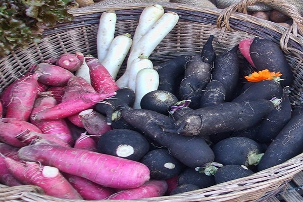 endommager la racine