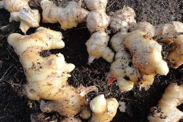 stocker dans un mélange de sol