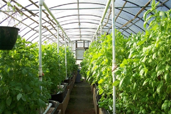 sucre à maturation précoce