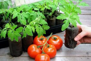 Comment planter et faire pousser des tomates en comprimés de tourbe
