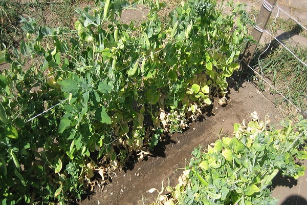 conditions optimales