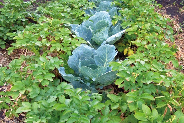 les plantes ont été cultivées