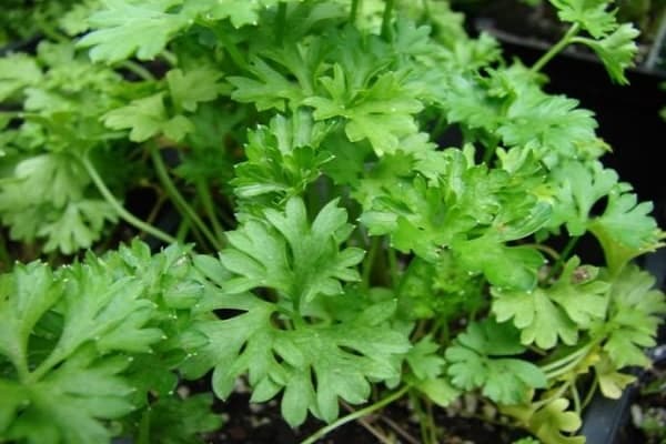 Blätter und Wurzeln