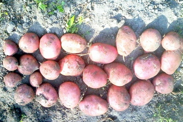 collected at the end