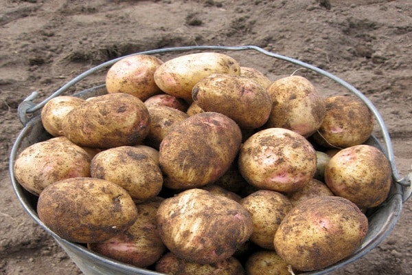 Bedingungen der Region