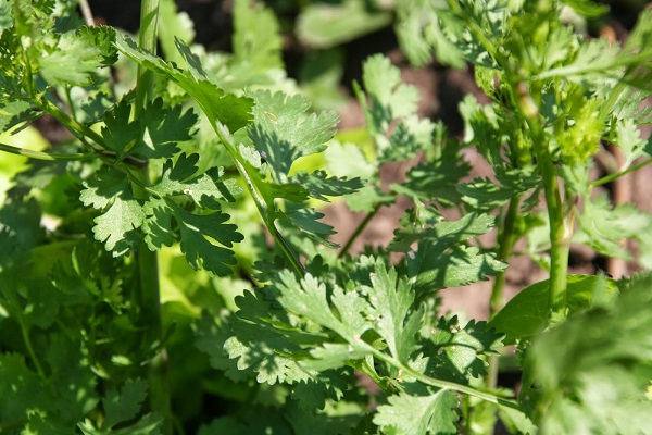 remède contre les parasites