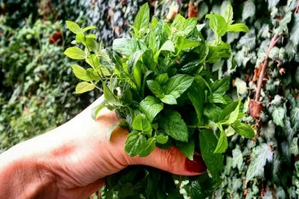 Features of growing and caring for forest mint