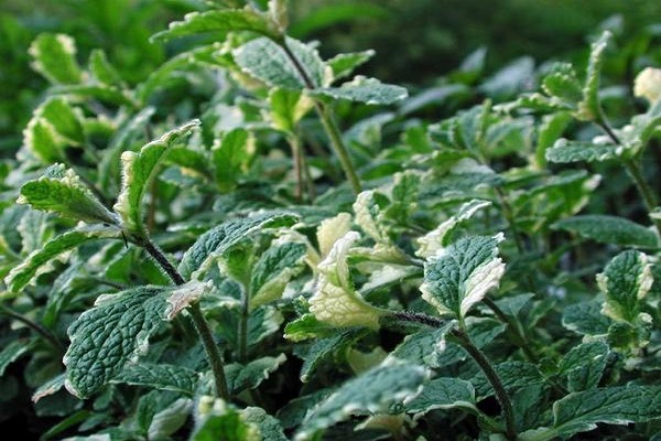 loosening and weeding