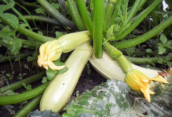Courgettes Cavili en plein champ