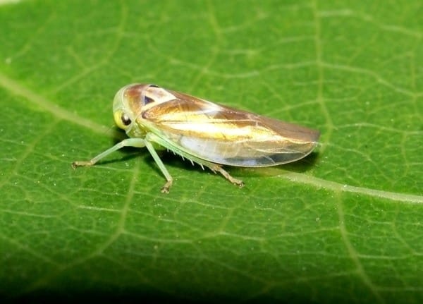 ravageurs de la menthe