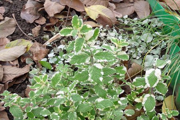 apparaît sur les buissons
