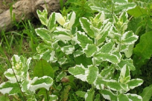 les fleurs se forment