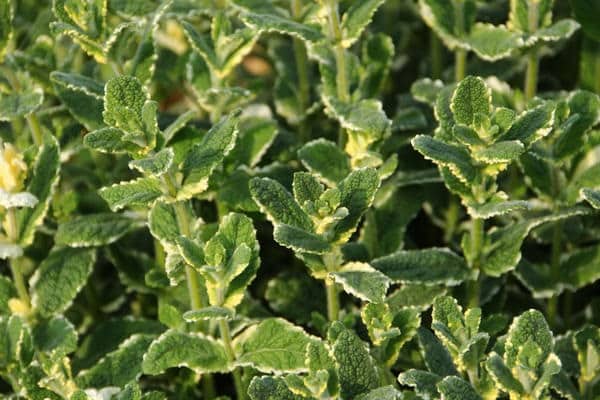 considéré comme un médicament