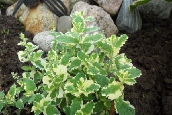 matériel de plantation