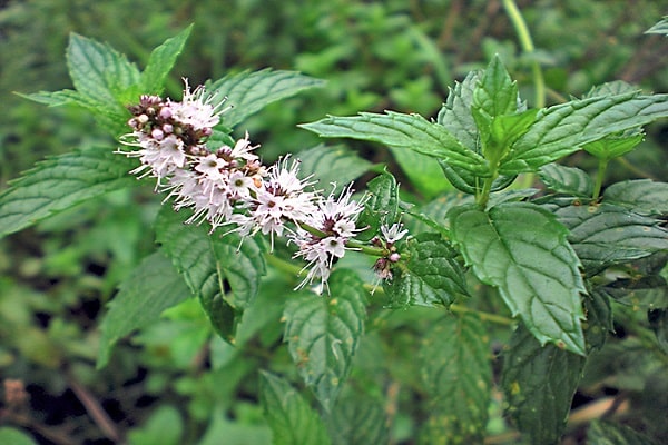 formulations life-giving