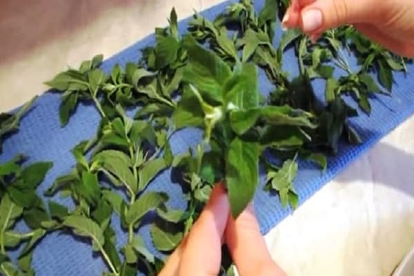 recommend to cut off