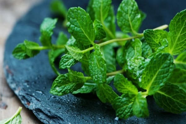 Bewässerungsbüsche