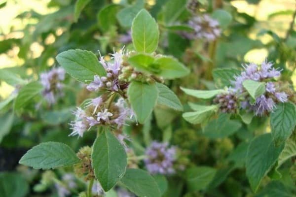 Eigenschaften und Kontraindikationen