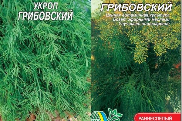 emballage des variétés d'aneth Gribovsky