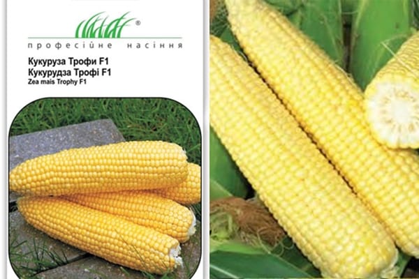 maïs de la variété Trophy