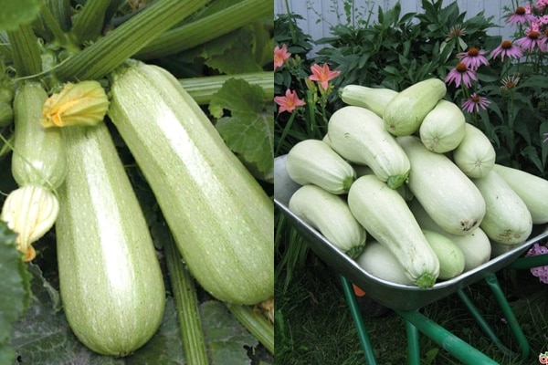 Apparence de courgettes Kavili