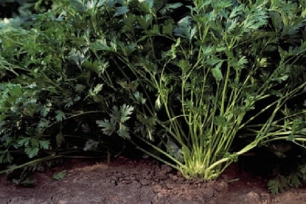 fait référence à une maturation tardive