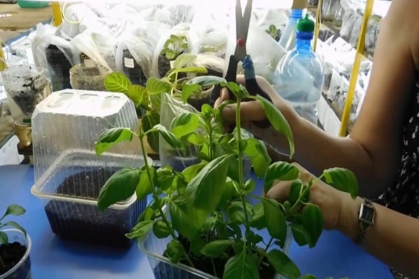 germination des graines