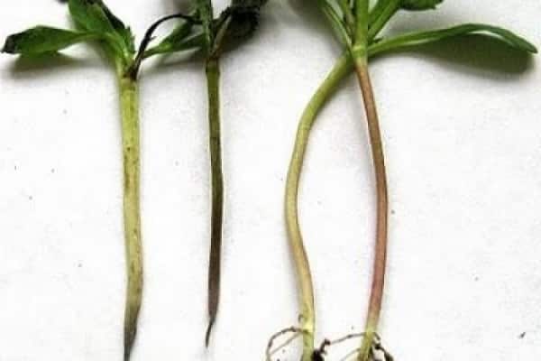 plantations épaissies