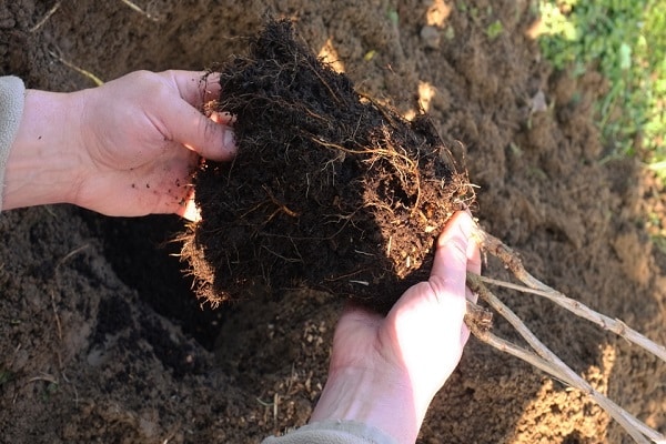 im Herbst ausgegraben