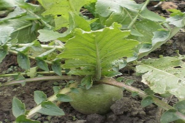 reichlich mit Feuchtigkeit versorgen