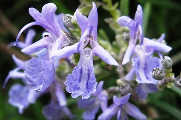 in die Höhe erreichen