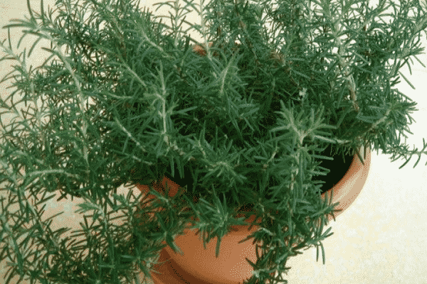 unzureichende Bewässerung