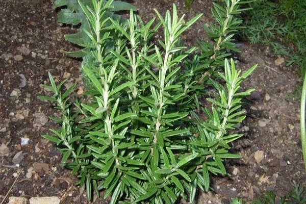 Vorsicht vor Schädlingen