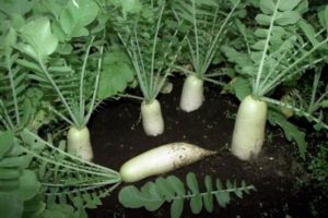 Examen des meilleures variétés de daikon pour le stockage en pleine terre et en hiver