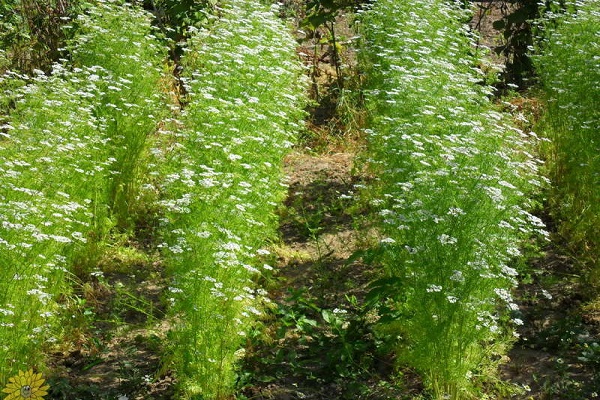 caractéristiques gustatives