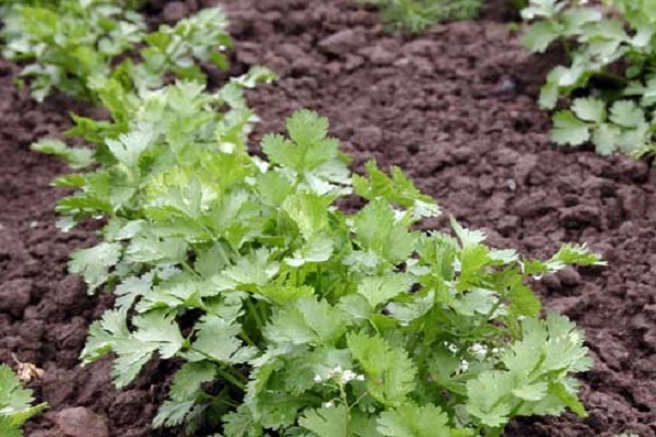 teneur en protéines