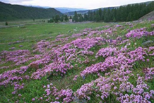 Wenden Sie dieses Gewürz an