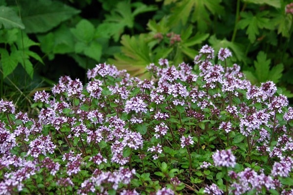 es wird empfohlen zu lesen