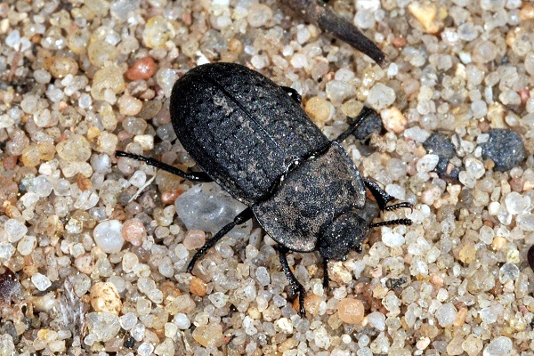 maladies des plantes