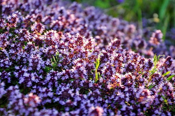 recueillir sur Trinity